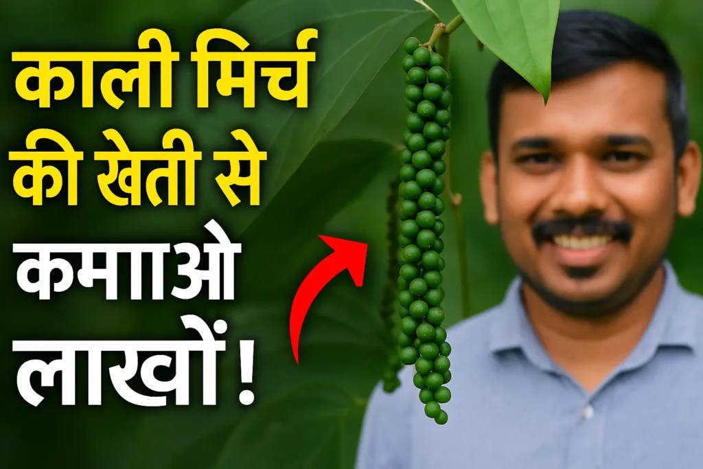 How to Start Black Pepper Farming